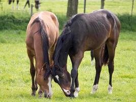 Pferde auf einer Wiese in Deutschland foto