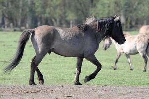 Pferde auf einer deutschen Wiese foto