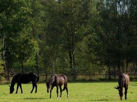 Pferde im das Deutsche Münsterland foto