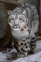 Schneeleopard im Zoo foto