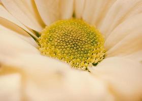 Pastell- verträumt Blume fotografieren foto