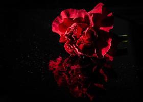 Betrachtung von ein Rose Blume fotografieren foto