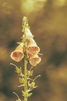 verträumt Blume fotografieren foto