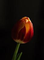 Single Tulpe Blume fotografieren foto