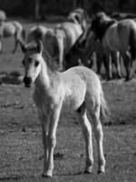 Pferde auf einer deutschen Wiese foto