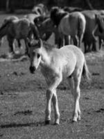 Pferde auf einer deutschen Wiese foto