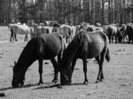 Pferde auf einer deutschen Wiese foto