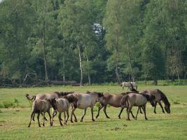 wild Deutsche Pferde foto