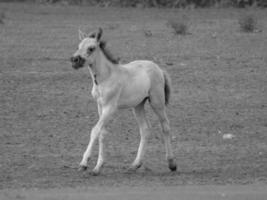 wild Pferde auf ein Wiese foto