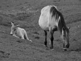 wild Pferde auf ein Feld foto