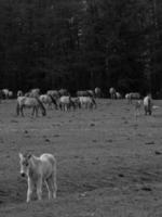 wild Pferde auf ein Feld foto
