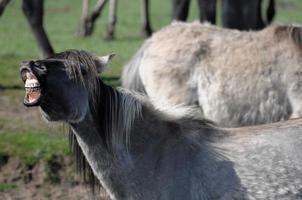 Pferde auf einer deutschen Wiese foto