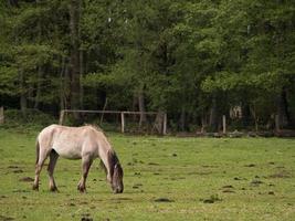 Fohlen und Pferde im Deutschland foto