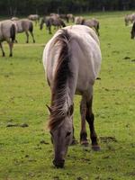 Wildpferde in Westfalen foto