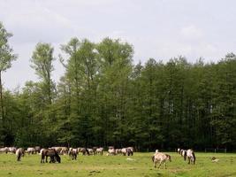 Wildpferde in Westfalen foto