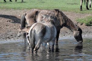 Wildpferde in Westfalen foto