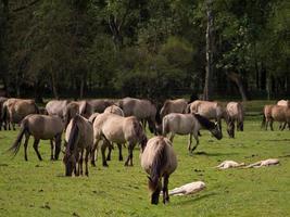 Wildpferde in Westfalen foto