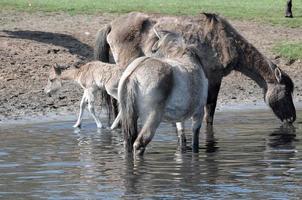 Wildpferde in Westfalen foto