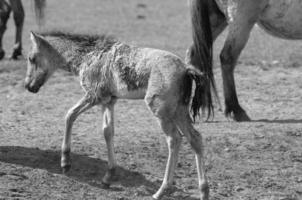 wild Pferde und Blätter foto