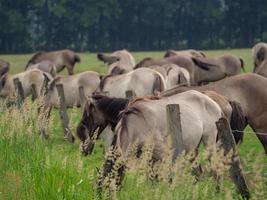 wild Deutsche Pferde foto