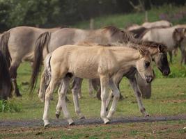 wild Pferde und Fohlen im Deutschland foto