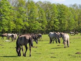 wild Pferde und Fohlen im Deutschland foto