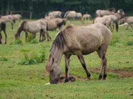 viele Pferde und Fohlen foto