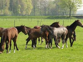 viele Pferde im Deutschland foto
