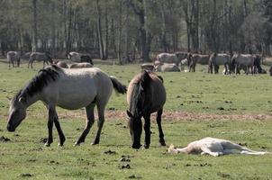 viele Pferde im Deutschland foto