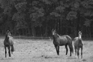 Pferde in westfalen foto