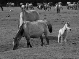 wild Pferde auf ein Feld foto