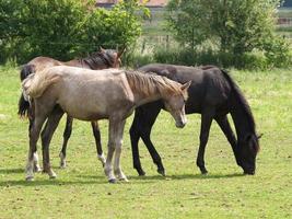 Pferde in westfalen foto