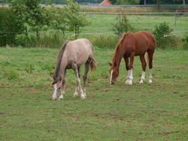 Pferde in westfalen foto