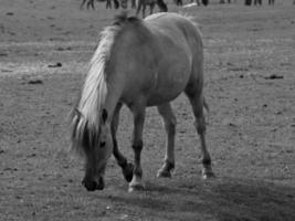 wild Pferde auf ein Feld foto