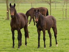 Pferd und Fohlen foto