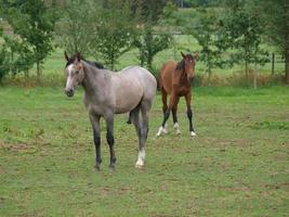 Pferde in westfalen foto