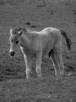 wild Pferde auf ein Feld foto