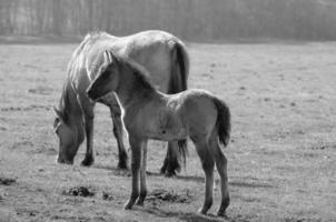 Pferde auf einer deutschen Wiese foto