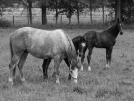 Pferde auf ein Feld im Deutschland foto
