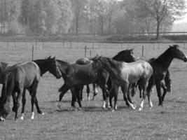 Pferde auf einer deutschen Wiese foto