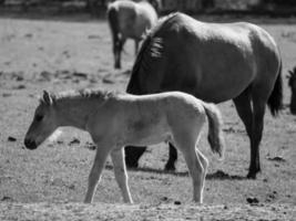 Pferde auf einer deutschen Wiese foto