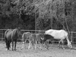 Pferde auf einer deutschen Wiese foto