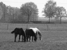 Pferde auf einer deutschen Wiese foto