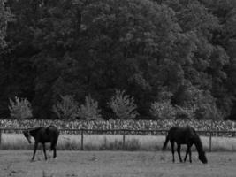 Pferde auf einer deutschen Wiese foto