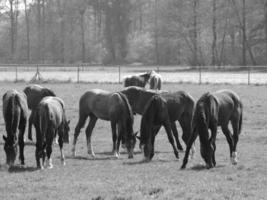 Pferde auf einer deutschen Wiese foto