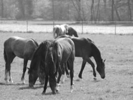 Pferde auf einer deutschen Wiese foto