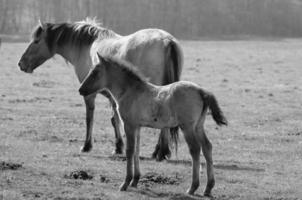 Pferde auf einer deutschen Wiese foto