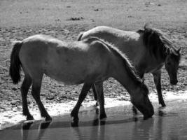 Pferde auf einer deutschen Wiese foto