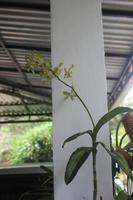 Selektiver Fokus der schönen gelben Dendrobium-Orchideenblume im Garten auf verschwommenem Hintergrund. foto