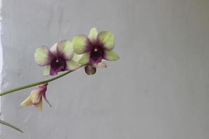 Selektiver Fokus der Orchideenblume Dendrobium bigibbum, allgemein bekannt als Cooktown-Orchidee oder lila Schmetterlingsorchidee oder lila lila Orchidee im Garten, Indonesien. foto